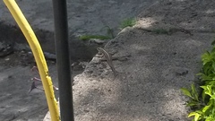 Tropidurus semitaeniatus