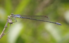 Enallagma cardenium
