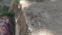 Tropidurus semitaeniatus