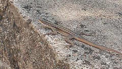 Tropidurus semitaeniatus