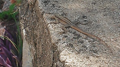 Tropidurus semitaeniatus