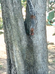 Sciurus aureogaster