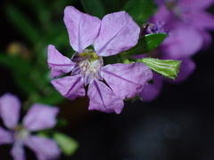 Lythrum californicum