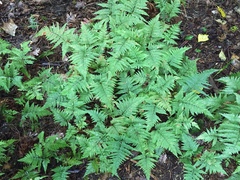 Parapolystichum microsorum pentangulare