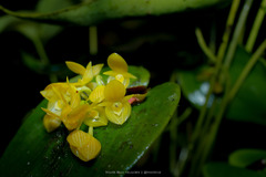 Pleurothallis