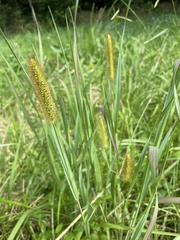 Setaria pumila