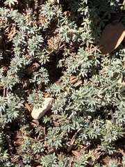 Astragalus kentrophyta