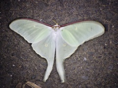 Actias aliena aliena