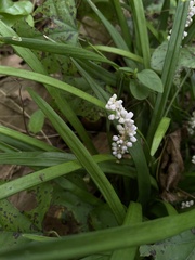 Liriope