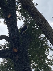 Accipiter cooperii