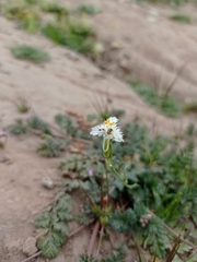 Trichopetalum plumosum