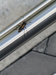 Chauliognathus limbicollis