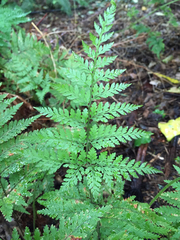 Parapolystichum microsorum pentangulare