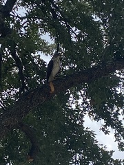 Accipiter cooperii