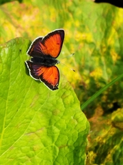 Lycaena candens