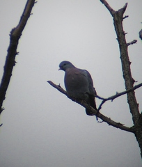 Columba oenas