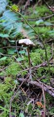 Entoloma holoconiotum