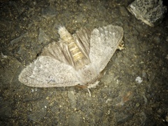 Cnethodonta grisescens