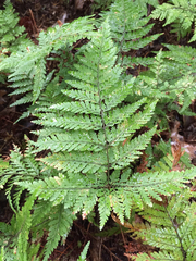 Parapolystichum microsorum pentangulare