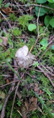 Entoloma holoconiotum