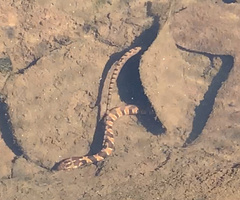 Nerodia sipedon pleuralis