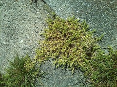 Crassula helmsii