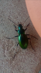 Carabus auratus