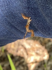 Phyprosopus callitrichoides