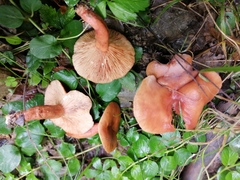 Lactarius subdulcis