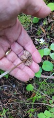 Entoloma holoconiotum