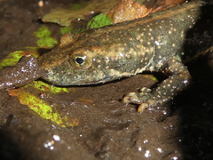 Sardinian Mountain Newt photo 3