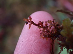 Frullania nisquallensis