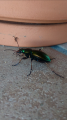 Carabus auratus