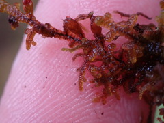 Frullania nisquallensis