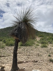 Dasylirion longissimum