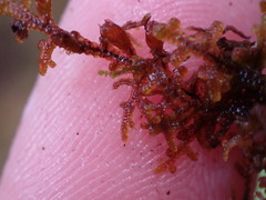 Frullania nisquallensis