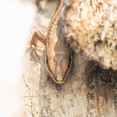 Trachylepis