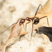Swammerdami-group Collared Ants - Photo (c) Raphaël Grellety, some rights reserved (CC BY-NC), uploaded by Raphaël Grellety