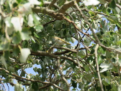 Phylloscopus bonelli