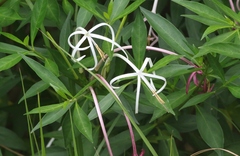 Exostema longiflorum
