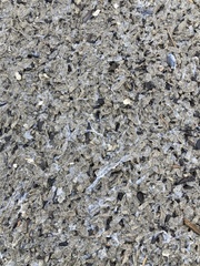 Spiochaetopterus costarum