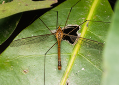 Acutipula