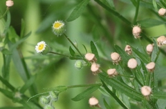Erigeron laevigatus