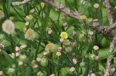 Erigeron laevigatus