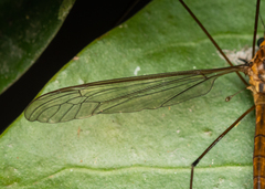 Acutipula