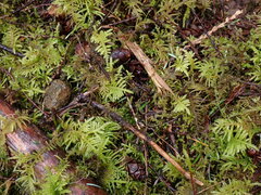 Kindbergia oregana