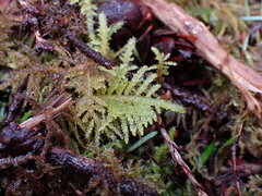 Kindbergia oregana