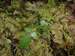 Rubus ursinus macropetalus
