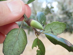 Quercus agrifolia agrifolia