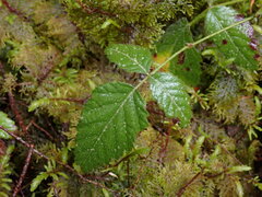 Rubus ursinus macropetalus
